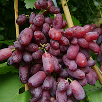 Саженцы винограда «Потомок Ризамата» - 2-летний