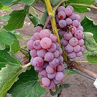 Саженцы винограда «Сомерсет сидлис» - 2-летний