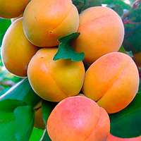 Саженцы колоновидного абрикоса «Радости жизни»