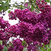Саженцы сирени «Шарль Жоли» (привитая) - цветки пурпурные с оттенком красного