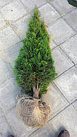 Туя західна Смарагд 130 см-140 см (Thuja occidentalis Smaragd)