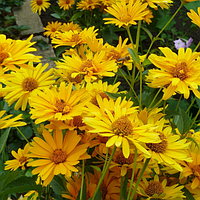 Гелиопсис шероховатый Летние Солнце (Heliopsis hеlianthoidеs var. Scabra Summer Sun)