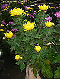 Хризантема Cosmo Yellow (Космо Єллоу) расада, фото 5