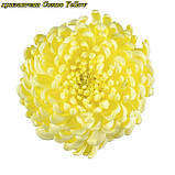 Хризантема Cosmo Yellow (Космо Єллоу) расада, фото 3