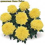 Хризантема Cosmo Yellow (Космо Єллоу) расада, фото 7