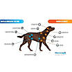 Nexgard Spectra Нексгард Спектра для собак 30 - 60кг 3 таблетки проти бліх,кліщів і глистів Merial Франція, фото 2