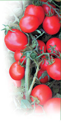 Насіння Томат Асвон F1 1000 насіння Kitano Seeds, фото 4