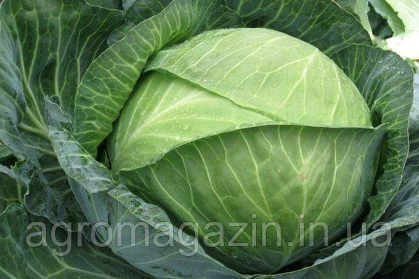 Капуста білоголова Бригадир F1 (2500нас.) Clause