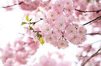 Фотообои Chameleon Цветы розовой сакуры 01 100х100см