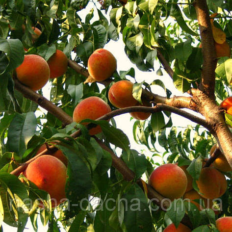 Персик Ерлі Ред Хевен (середньо-ранній), фото 1