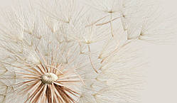 Фотообої Chameleon Кульбаба бежевий 100х100 см