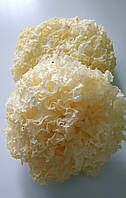 Коралловый гриб 100г, белый