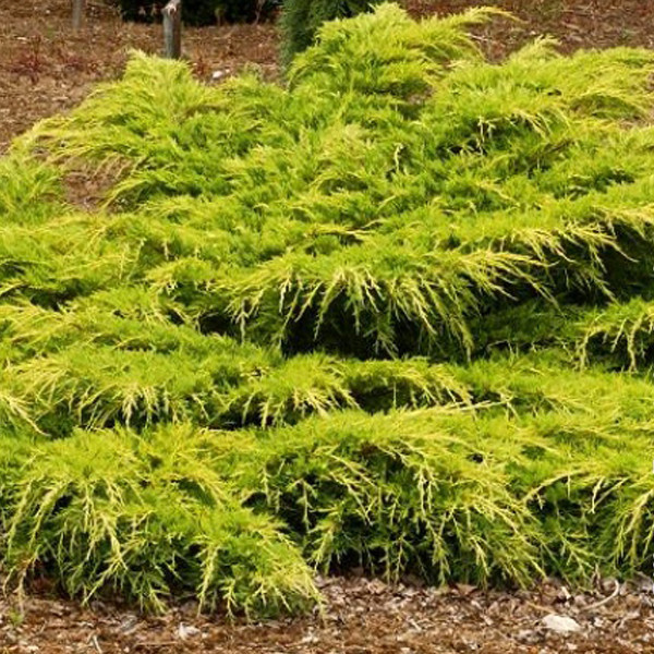 Можжевельник средний Пфитцериана Ауреа \ Juniperus Pfitzeriana Aurea (Конт ) - фото 3 - id-p233659074