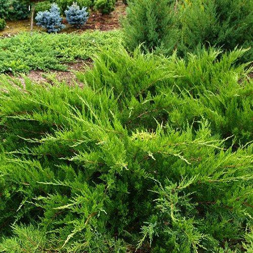 Можівник середній Мінт Джулеп (контейнер 0,5л), фото 1