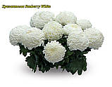 Хризантема Sunberry White (Сонячно-білий), фото 2