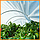 Парник "Агро-Лідер"4 метри 50 щільність ( міні парники для розсади) парник для огірків, фото 6