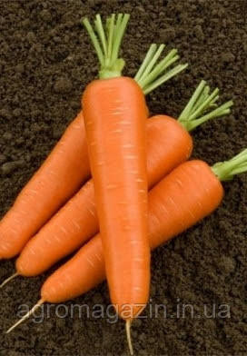 Морква Сатурно F1 (1,6 - 2,0 / 25000нас.) Clause