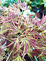 Клен японський "Маніо-но-сато".
Acer palmatum "Manyo-no-sato".