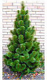 Сосна штучна "зумрудно-зелена" 2.1 / ялинка, фото 4