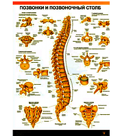 Плакат "Хребет людини" 30смх42см (1 плакат)