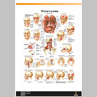 Плакат "М'язи голови" 30смх42см (1 плакат)