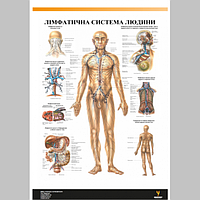 Плакат "Лімфатична система людини" 30смх42см (1 плакат)