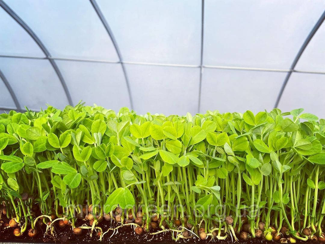 Насіння Горох Мапл листовий мікрозелень (import)