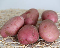 Картофель семенной Бордо 1 кг среднеспелый 1 репродукция AgroPlant