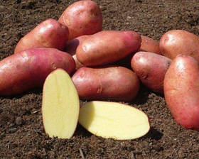 Насіннєва картопля Ред Фентазі 1 кг середньопізній 1 репродукція Europlant