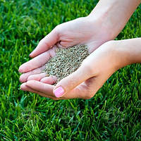 Газонні трави