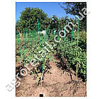 Опора для рослин 8 мм 1 м Light green, фото 6