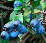 Терен корінь 100 грам, фото 2