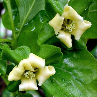 Хурма Солодкість (трирічна) - привита, запилювач, морозостійка, самоплідна