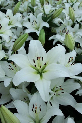 Лілія Супера (Lilium LA Hybrid Supera) 3 шт. Україна, фото 2