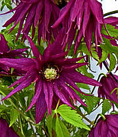 Княжик Пурпл Сюрпрайз \ Clematis Purple Surprise ( саженцы 4 года С5л )