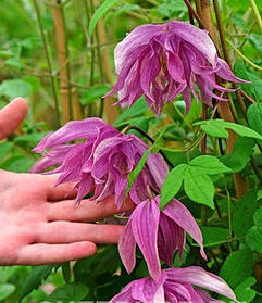 Княжик Пурпл Дрім \ Clematis Purple Dream ( саджанці 4 роки С5л )