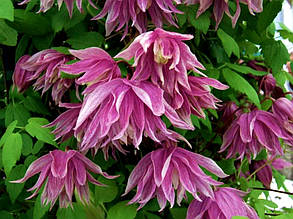 Княжик Пурпл Дрім \ Clematis Purple Dream ( саджанці 4 роки С5л ), фото 2