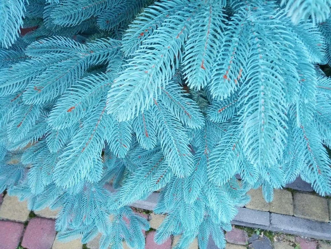 Исскуственные елки литая Премиум 2,5 м голубая Пышная ёлка Новогодняя Ель Премиум качество 250 см - фото 10 - id-p1502320799