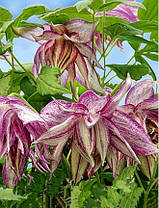 Княжик Пінк Сюрпрайз \ Clematis Pink Surprise ( саджанці 4 роки C5л ), фото 3