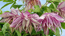 Княжик Пінк Сюрпрайз \ Clematis Pink Surprise ( саджанці 4 роки C5л ), фото 3