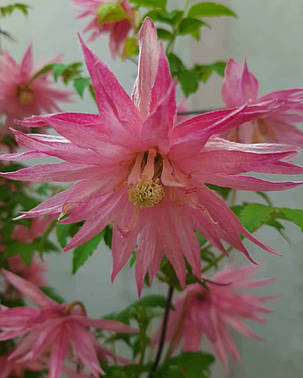 Княжик Пінк Дрім \ Clematis Pink Dream ( саджанці 4 роки С5л ) НОВИНКА, фото 2