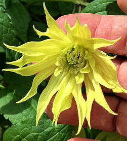 Княжик Голден Сюрпрайз \ clematis golden surprise ( саджанці 4 роки С5л )