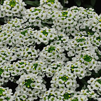 Алиссиум | Alyssum  Easter Bonnet PanAmerican (5000/10000 seed)