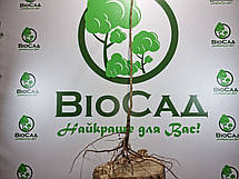 Слива колоновидна Анже, фото 6