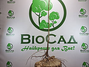 Слива колоновидна Блю Світ (крупноплідна), фото 5