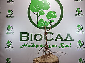 Персик колоновидний Еліс Кол (Alice Col®), фото 5