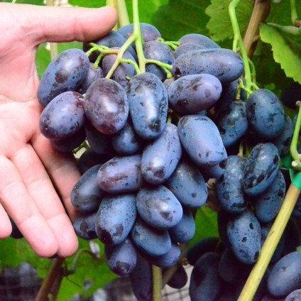 Саджанці винограду сорт Алвіка, напівупакований