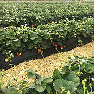 Полуниця (розсада)  Рубі Джем — рання, великоплідна, ароматна, фото 4