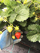 Полуниця (розсада) Франческа — дуже рання, великоплідна, ароматна, фото 5