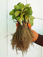 Полуниця (розсада) Дарселект - ароматна, крупноплідна, врожайна, фото 7